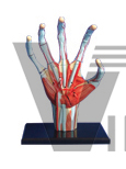 The dissection model of mini hand